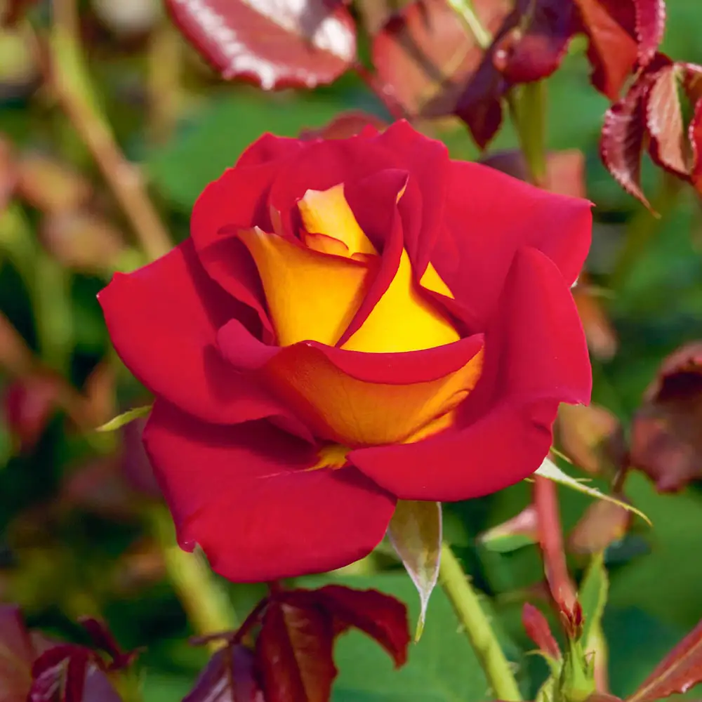 Ketchup & Mustard Floribunda Rose