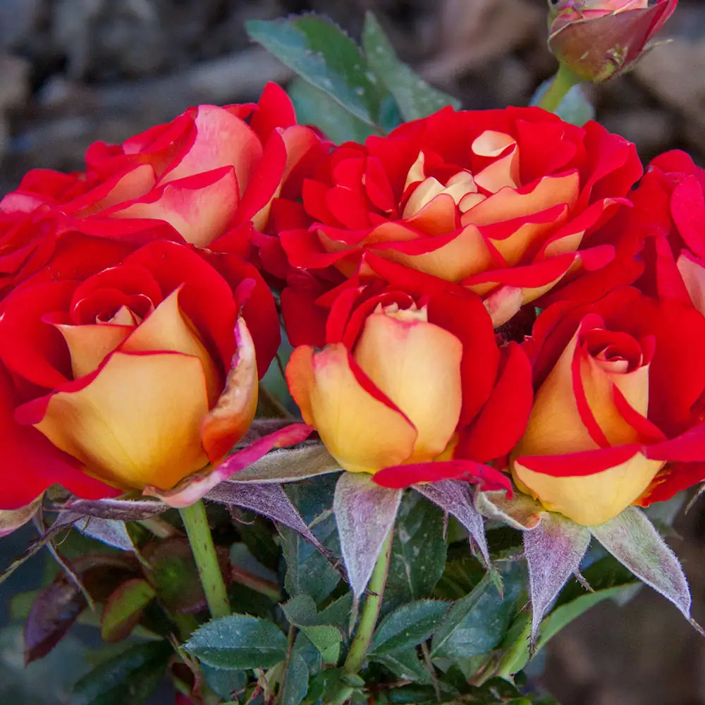 Ketchup & Mustard Floribunda Rose - Image 2