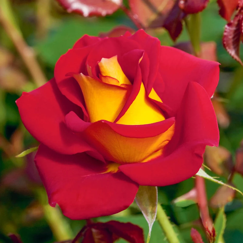 Ketchup & Mustard Floribunda Rose - Image 3