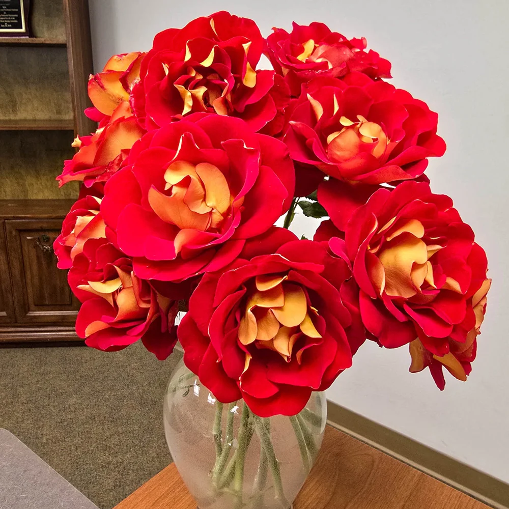 Ketchup & Mustard Floribunda Rose - Image 4