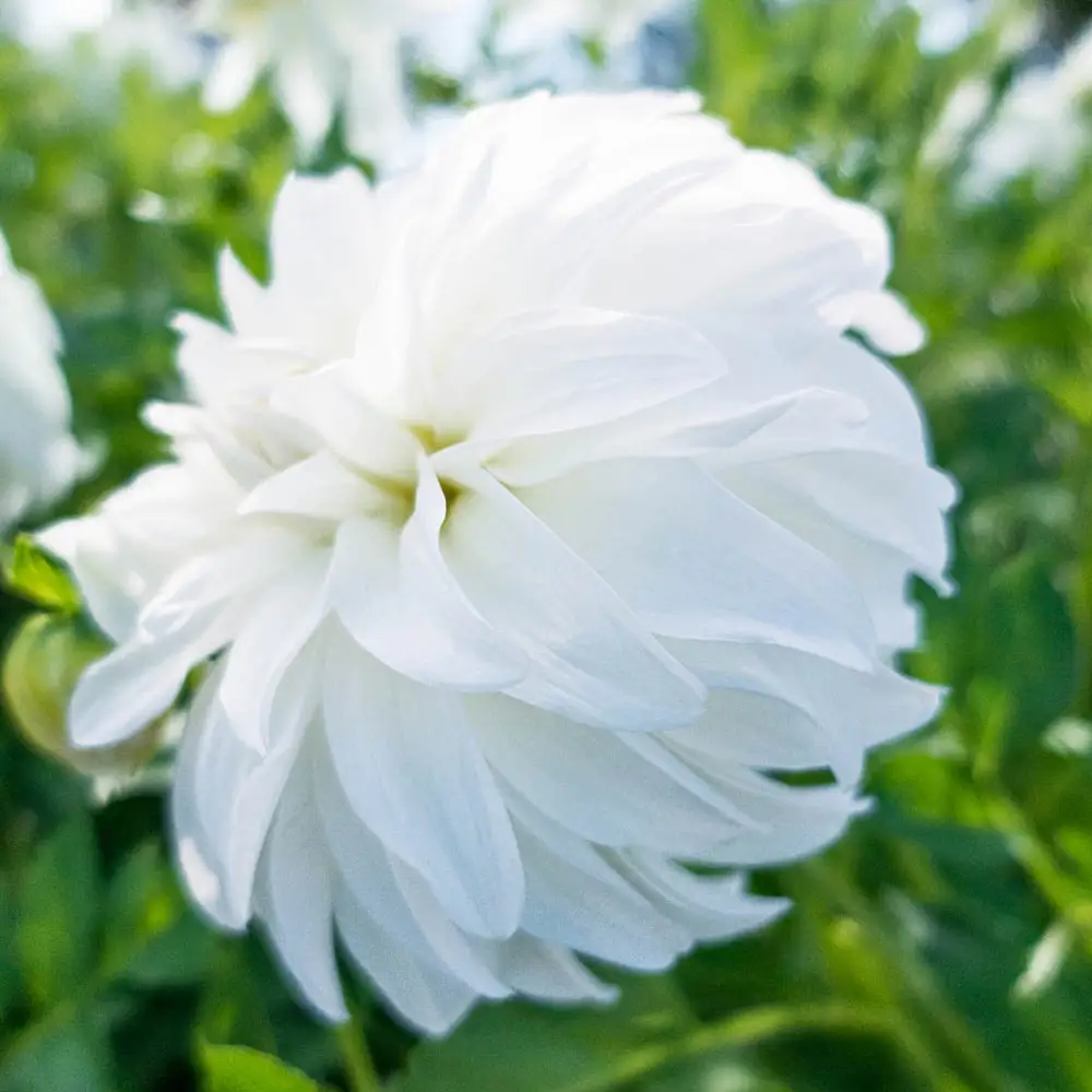 Lady Liberty Dahlia - Image 2