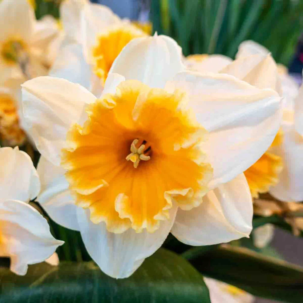 Large Cupped Daffodil Johann Strauss - Image 2