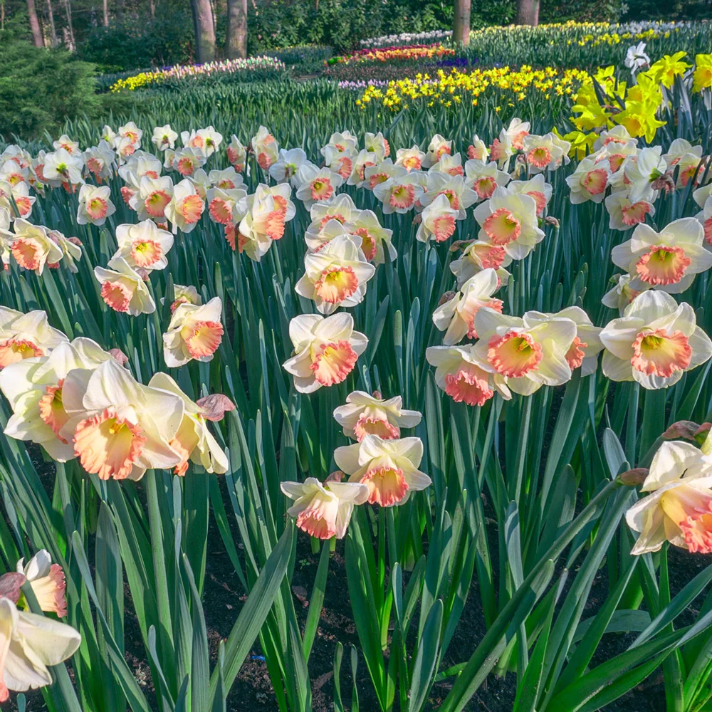 Large Cupped Daffodil Martha Stewart - Image 2