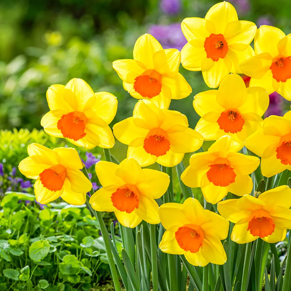 Large-Cupped Daffodil Monal