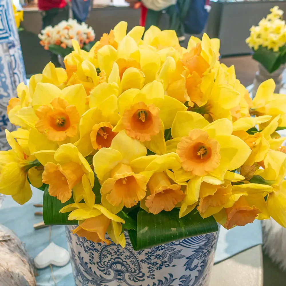 Large Cupped Daffodil Tom Pouce - Image 2
