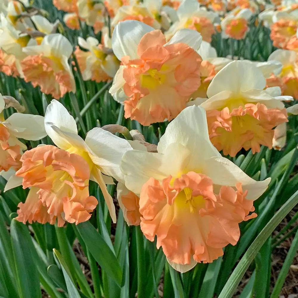 Large Cupped Narcissus Easter Party - Image 3