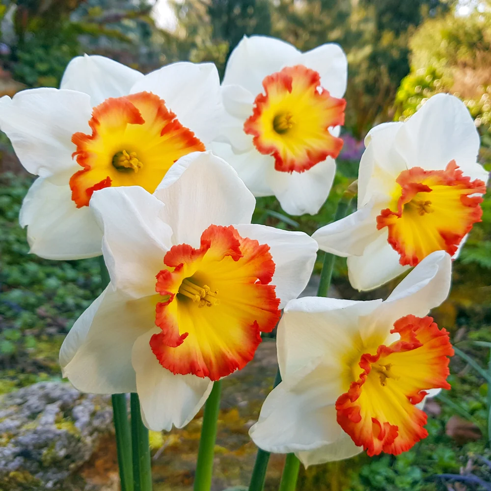 Large-Cupped Narcissus Pink Bomb