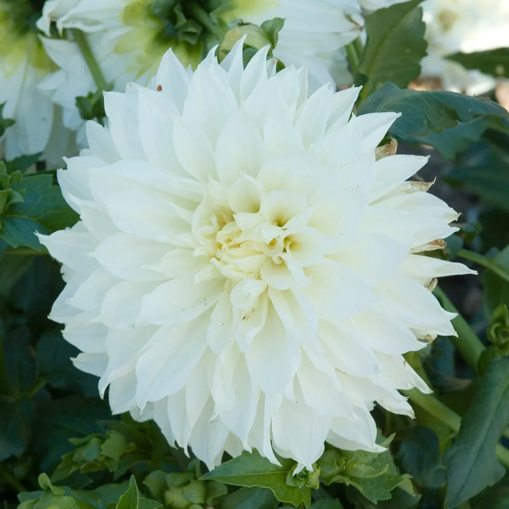 Large Decorative Dahlia White Perfection - Image 3