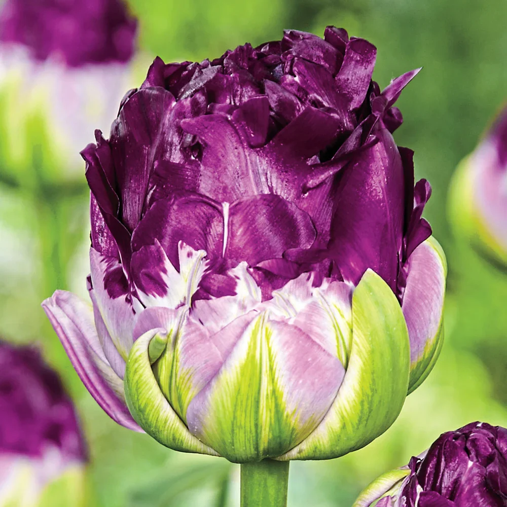 Double Peony Tulip Blue Wow - Image 2