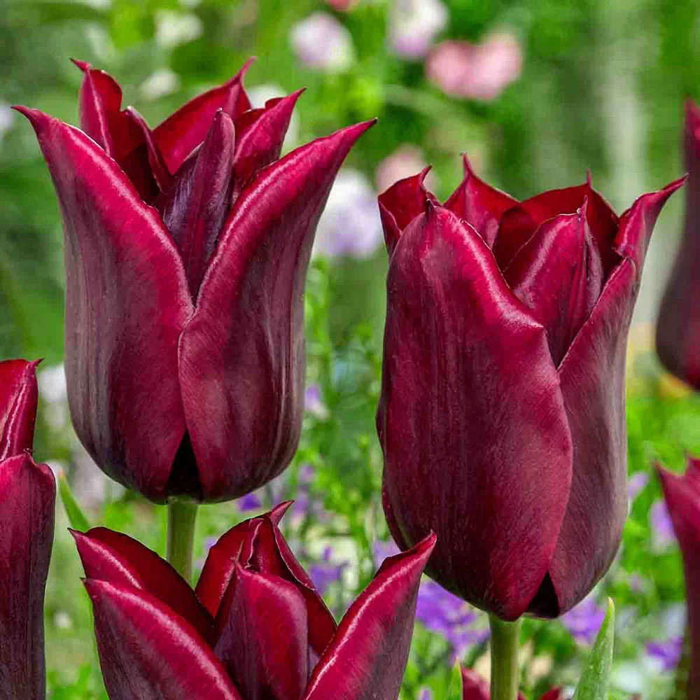 Lily Flowering Tulip Lasting Love - Image 2