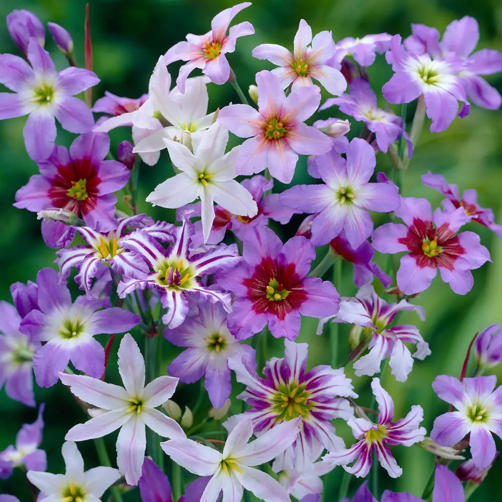 Leucocoryne Mix