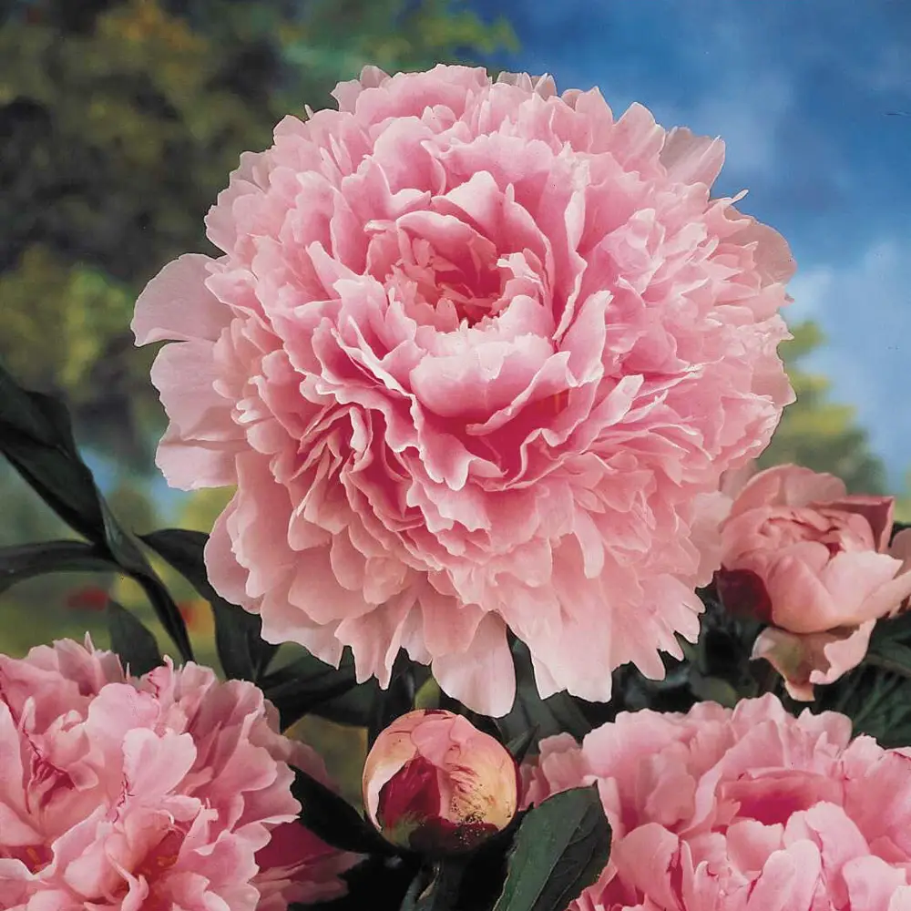 Double Peony Light Pink - Image 6