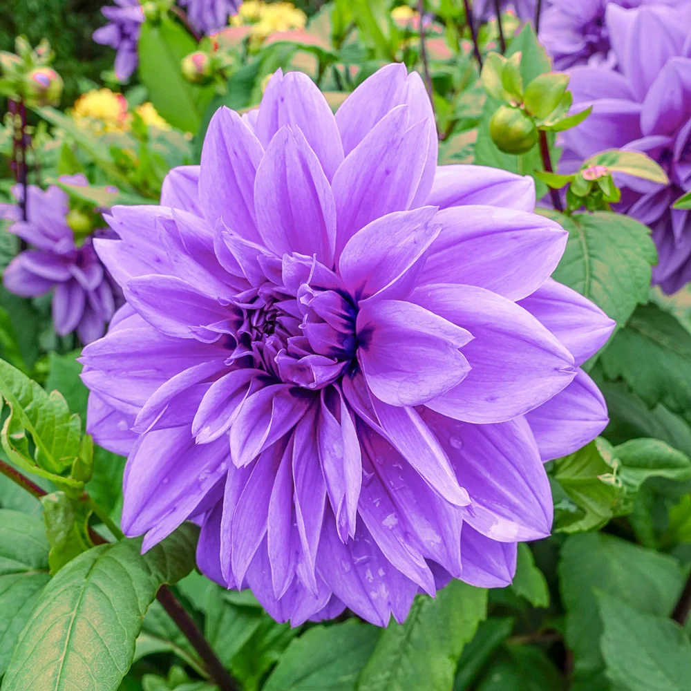 Giant Dinnerplate Dahlia Lilac Time - Image 2