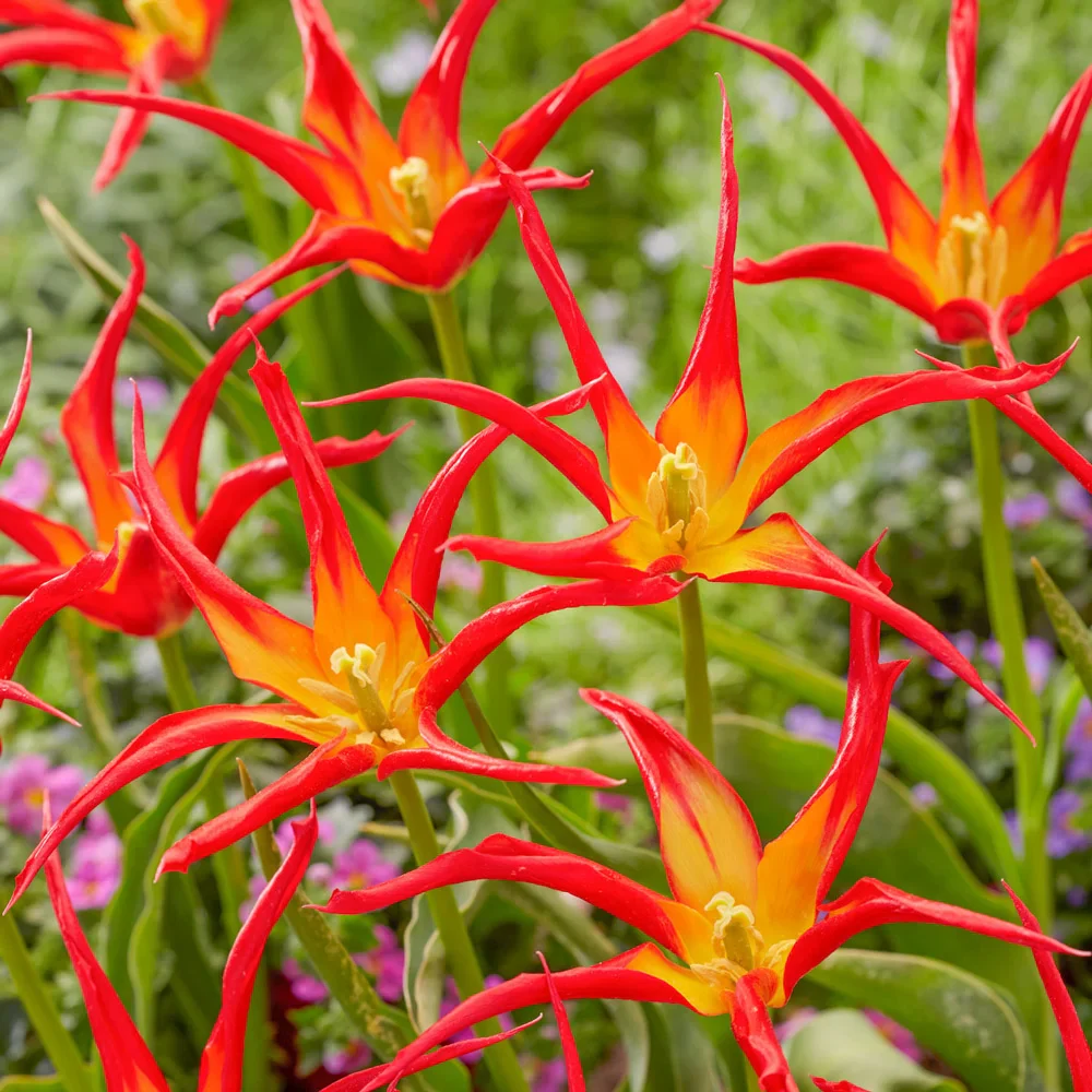 Lily-Flowering Tulip Go Go Red