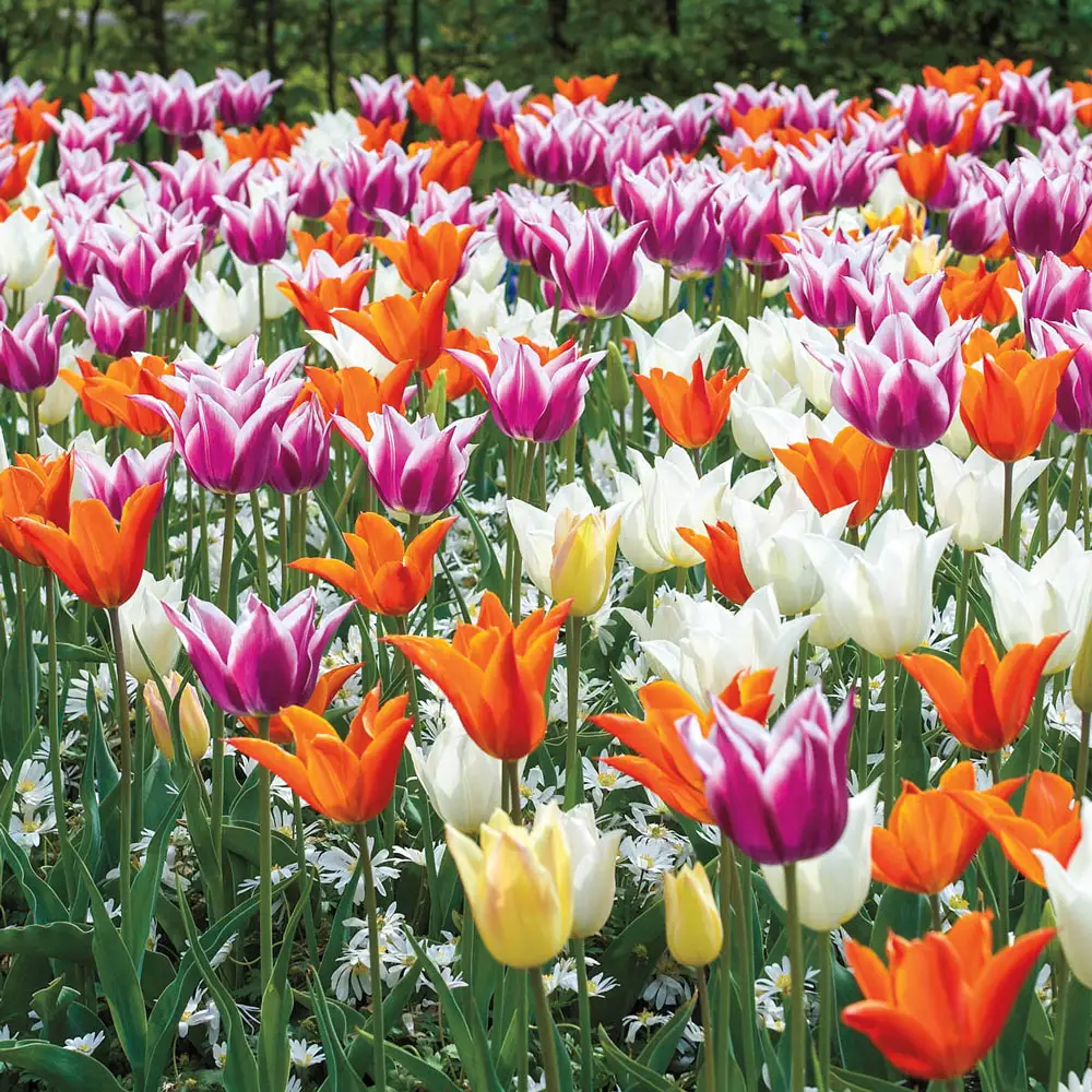 Lily Flowering Tulip Mix