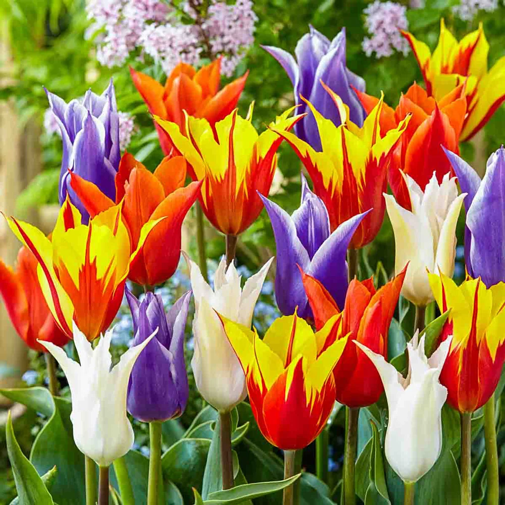 Lily Flowering Tulip Mix - Image 2