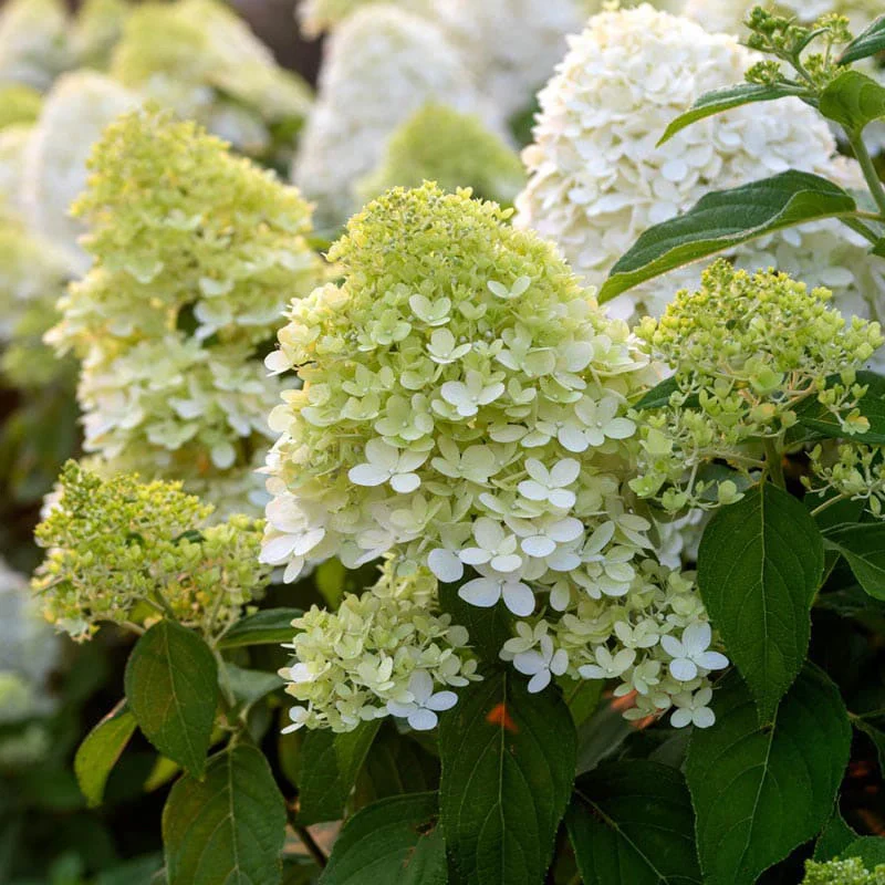 Limelight Hydrangea