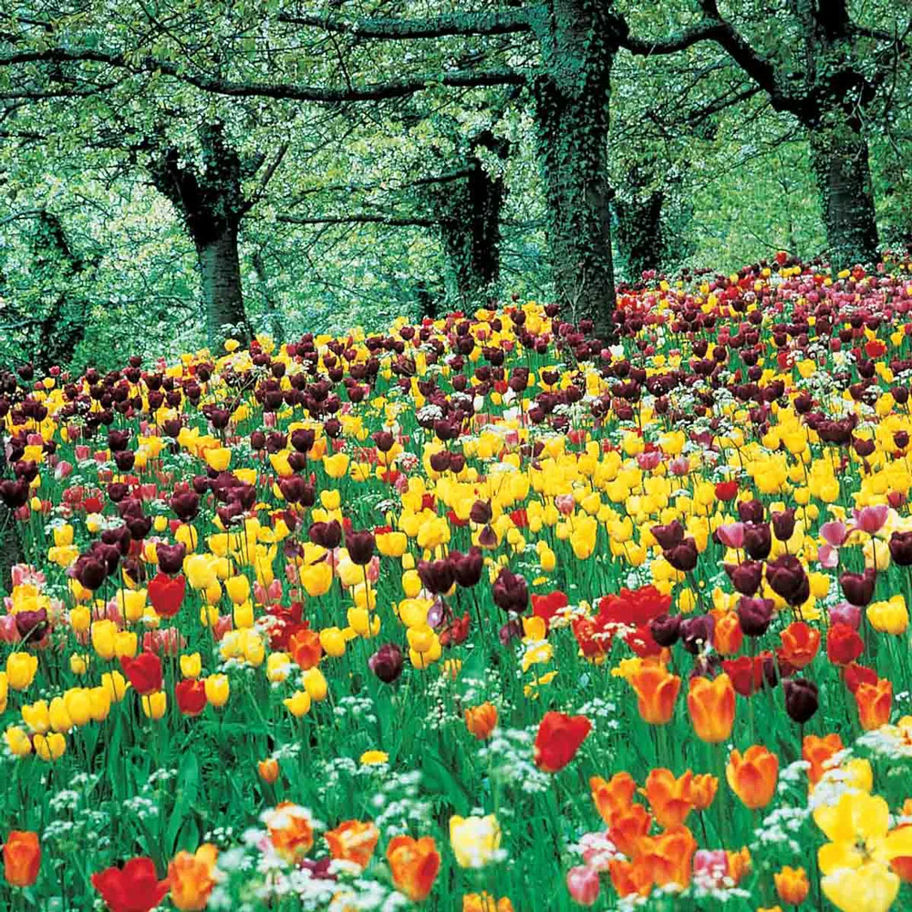 Long-Stemmed Perennial Tulip Mix - Image 2