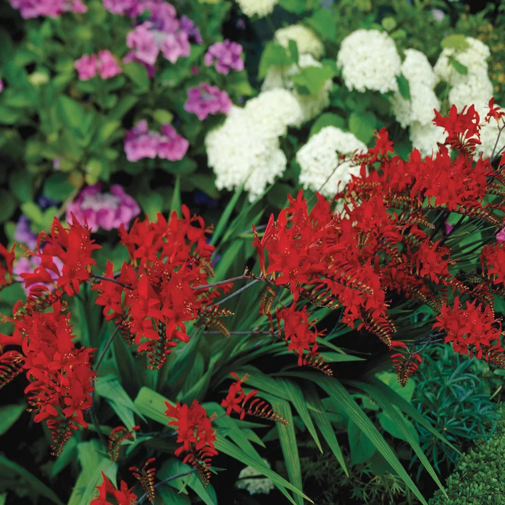 Crocosmia Lucifer