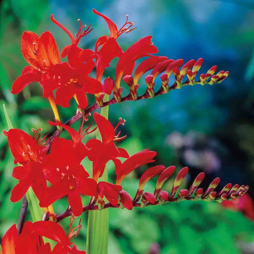 Crocosmia Lucifer - Image 5