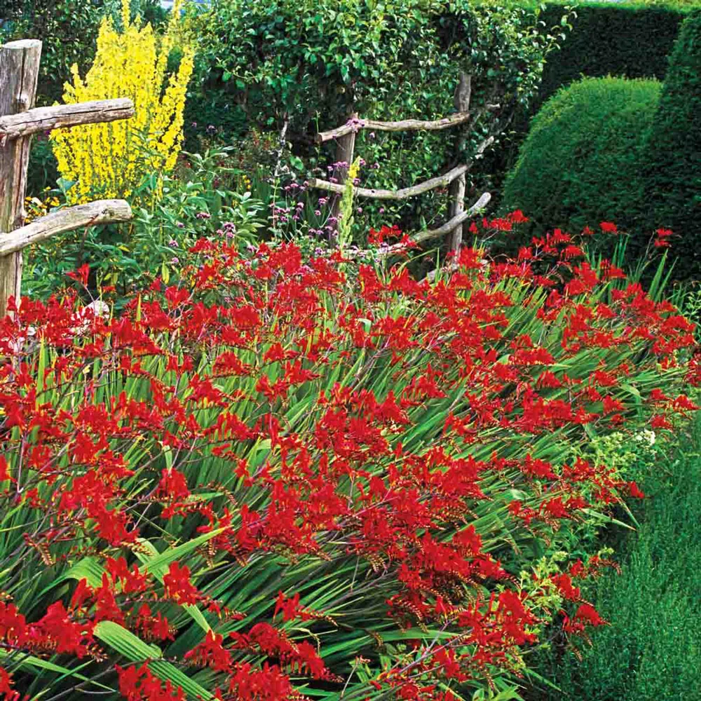Crocosmia Lucifer - Image 6