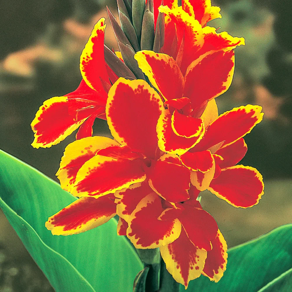 Dwarf Canna Lucifer