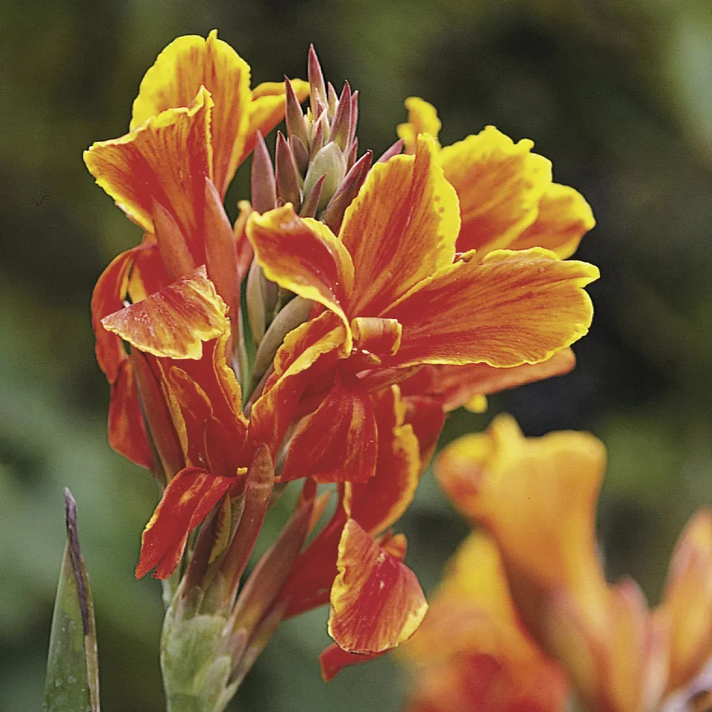 Dwarf Canna Lucifer - Image 2