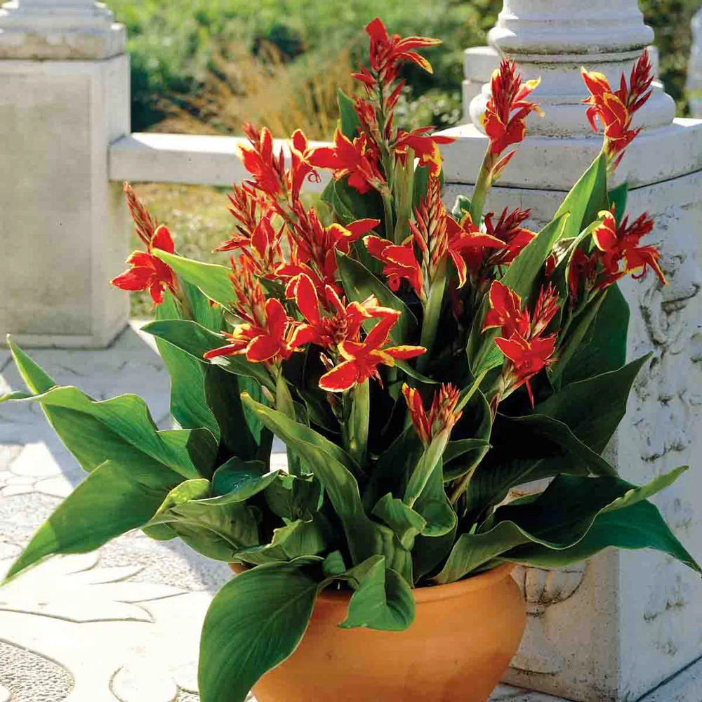 Dwarf Canna Lucifer - Image 3
