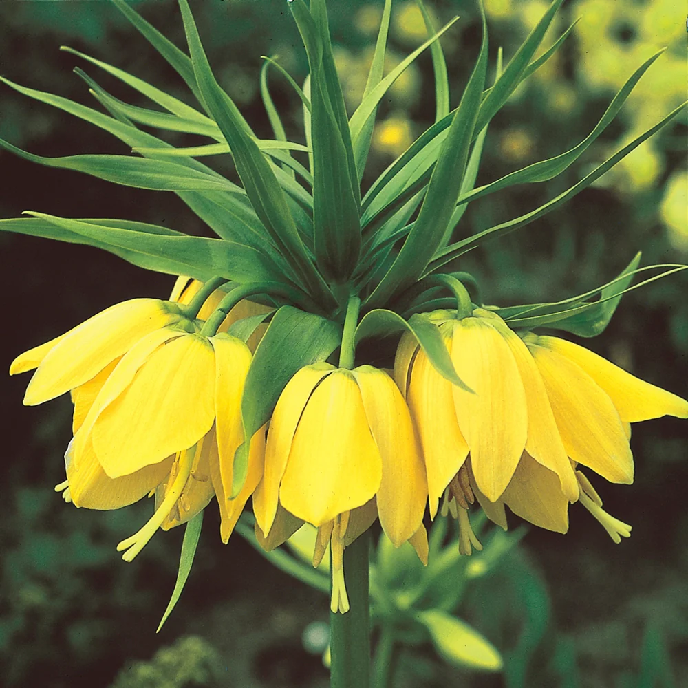 Yellow Crown Imperial - Image 5