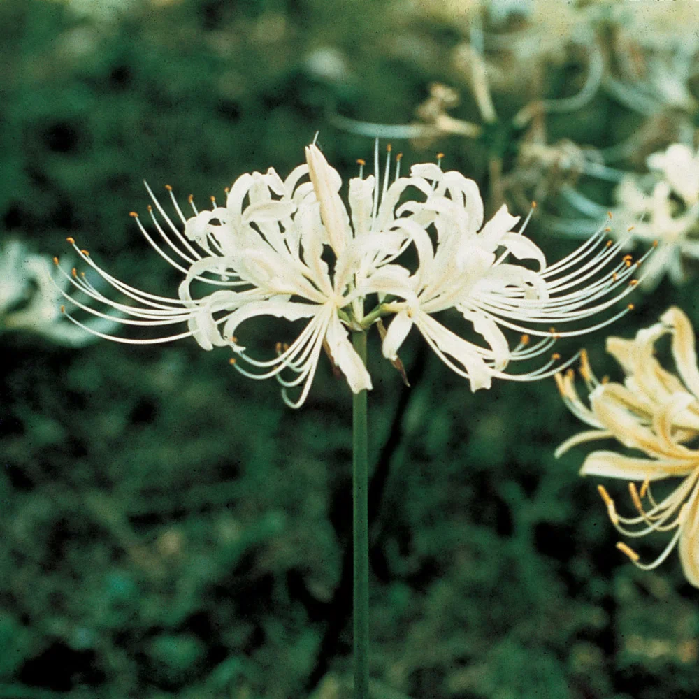 Lycoris albiflora (White Spider Lily)