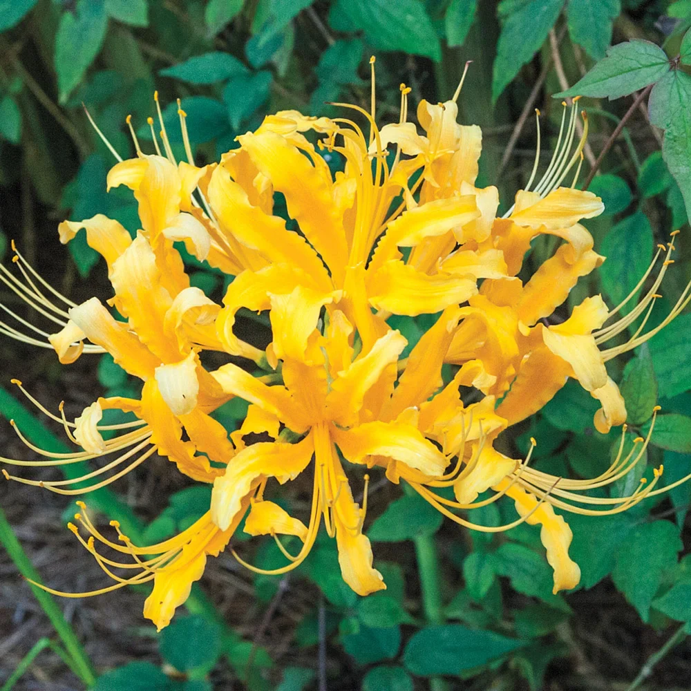 Lycoris aurea (Golden Spider Lily)