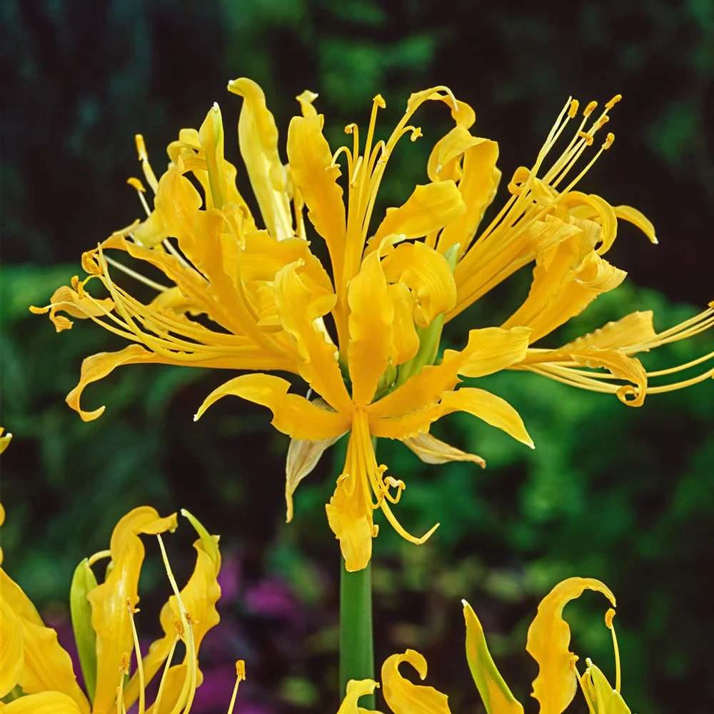 Lycoris aurea (Golden Spider Lily) - Image 3