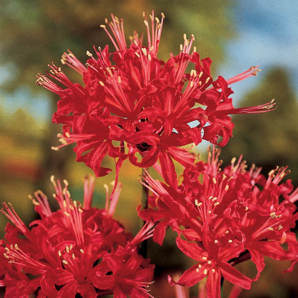 Lycoris radiata (Red Spider Lily) - Image 2