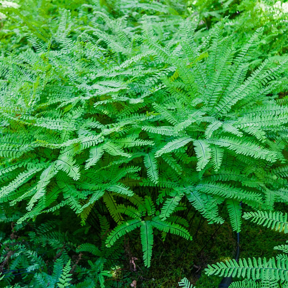 Maiden Hair Fern