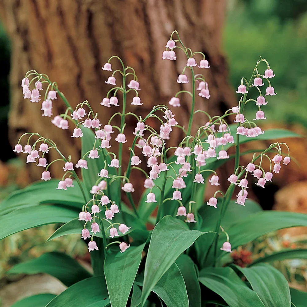 Pink Lily-of-the-Valley