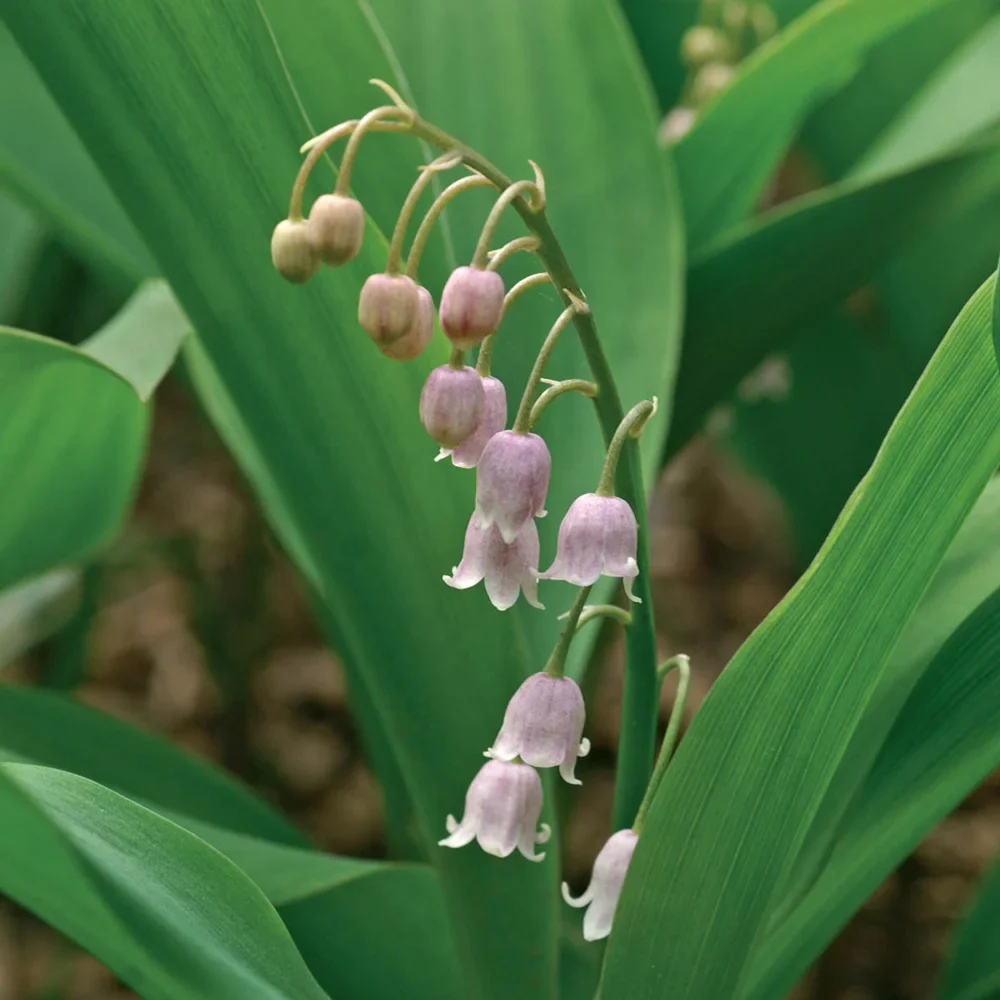 Pink Lily-of-the-Valley - Image 2