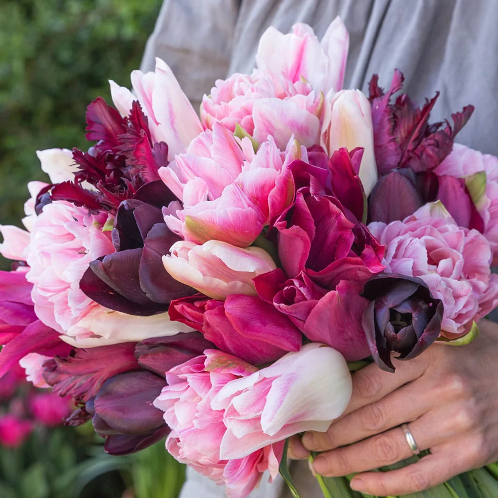 Malbec Tulip Blend