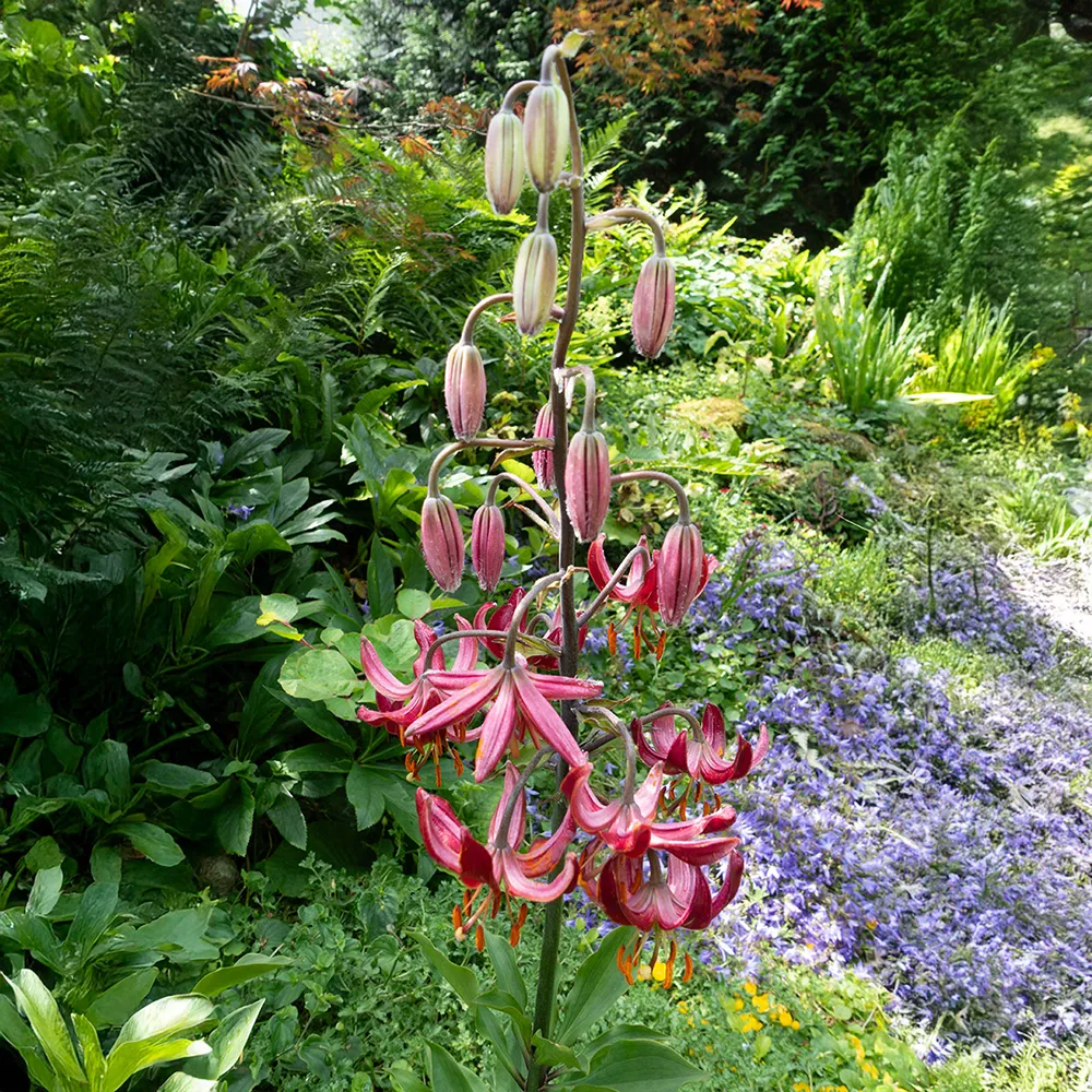 Martagon Lily Claude Shride - Image 2