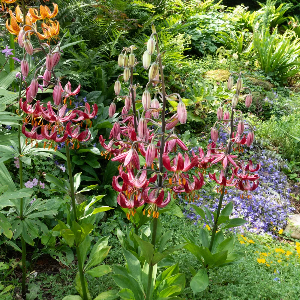 Martagon Lily Claude Shride - Image 3