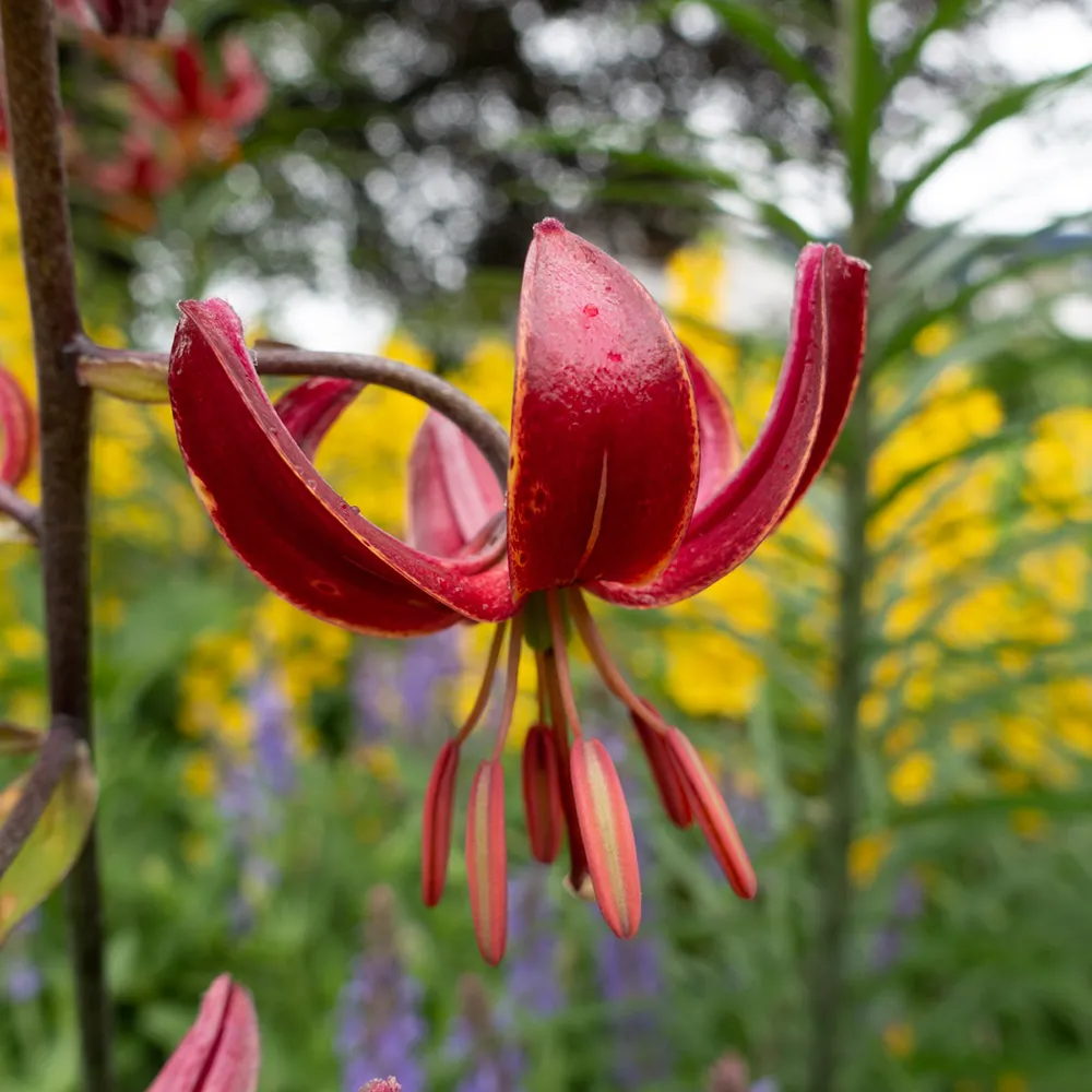Martagon Lily Claude Shride - Image 4