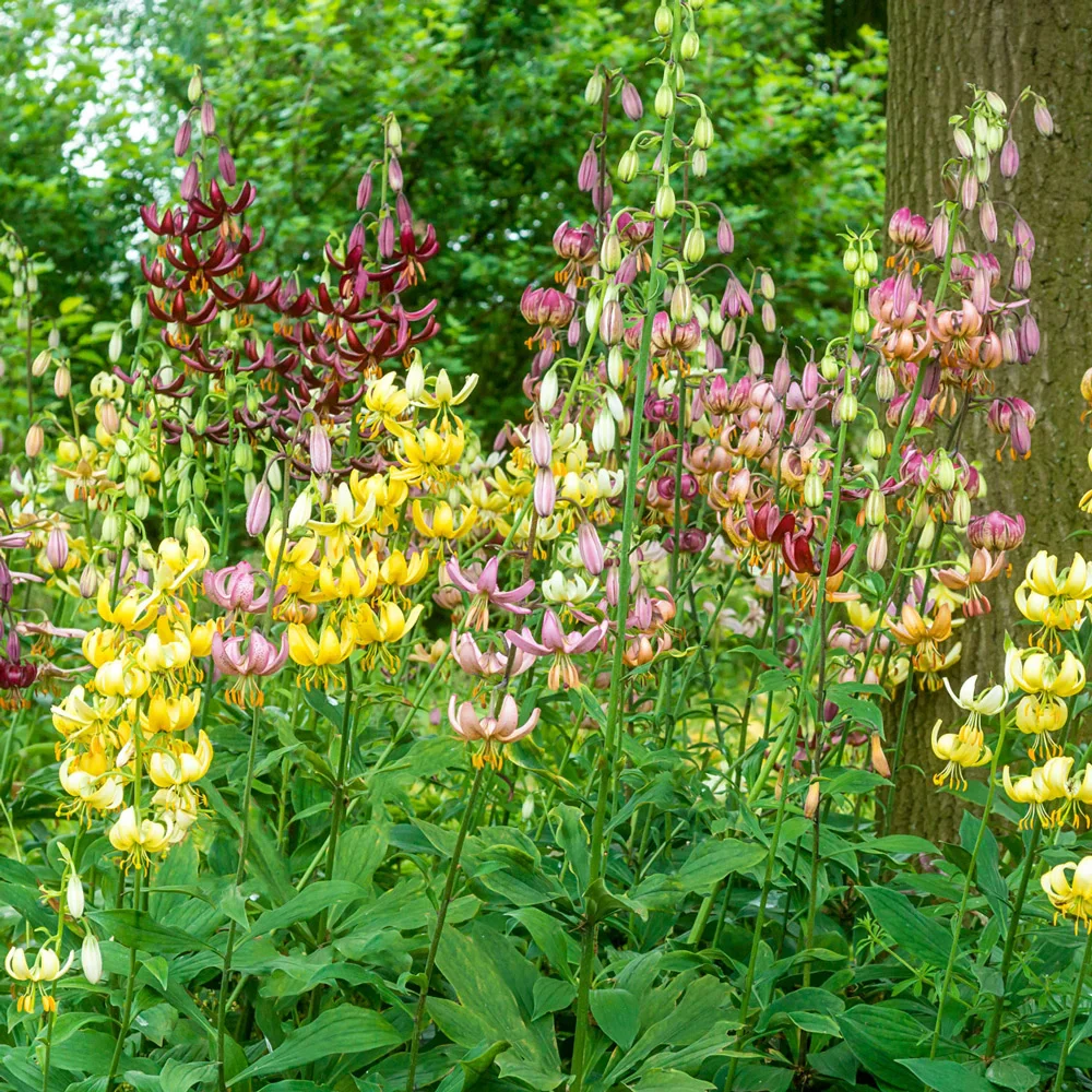 Martagon Lily Mixture