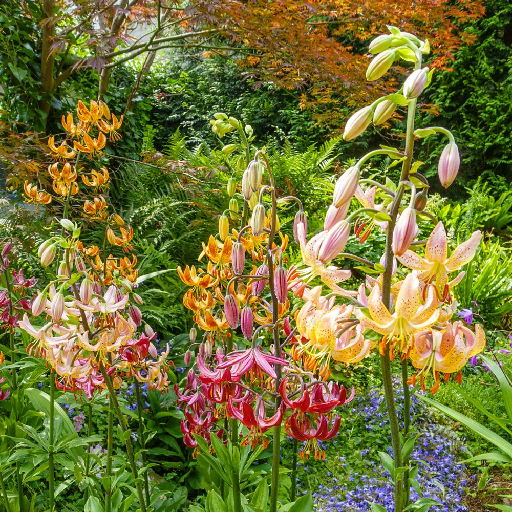 Martagon Lily Mixture - Image 4