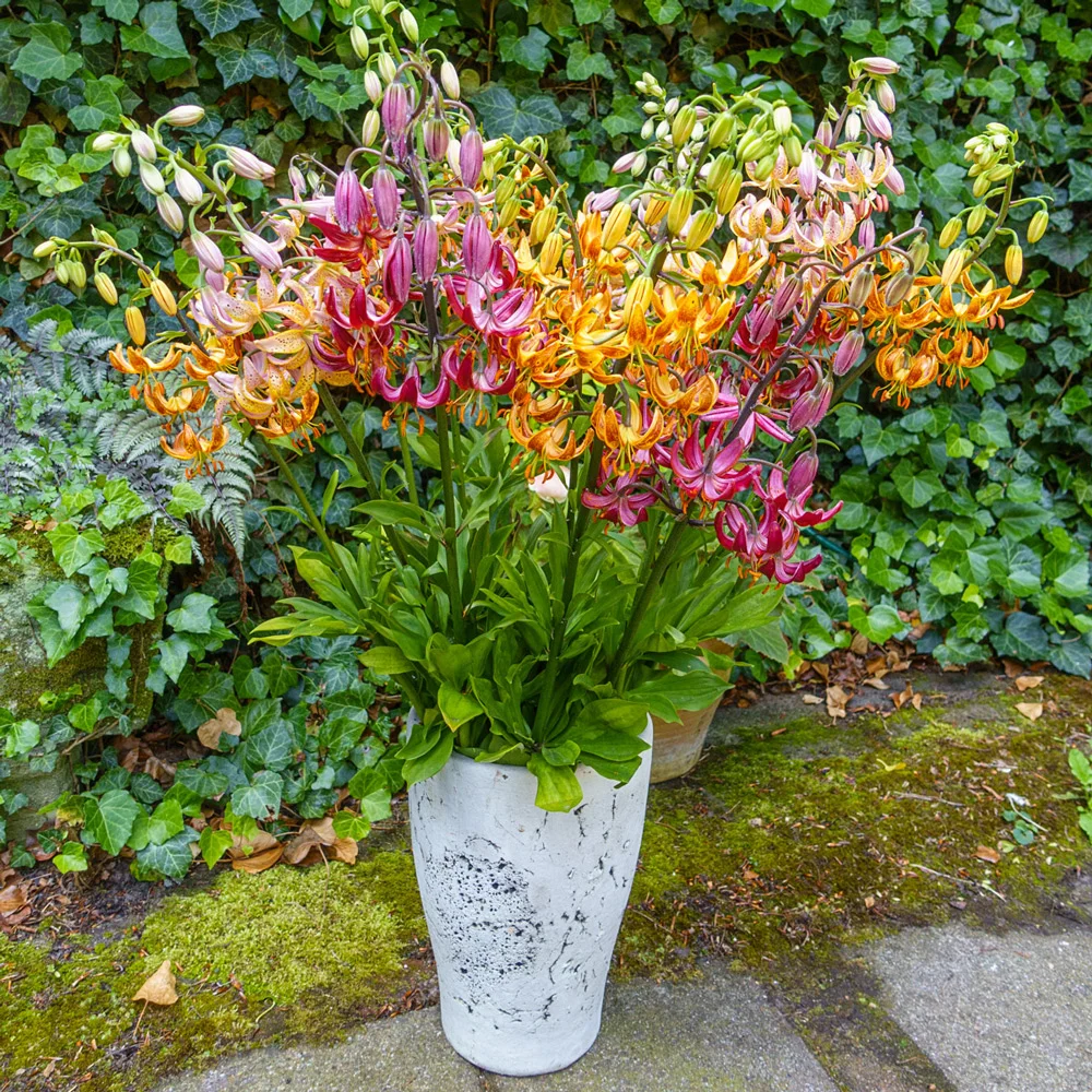 Martagon Lily Mixture - Image 5