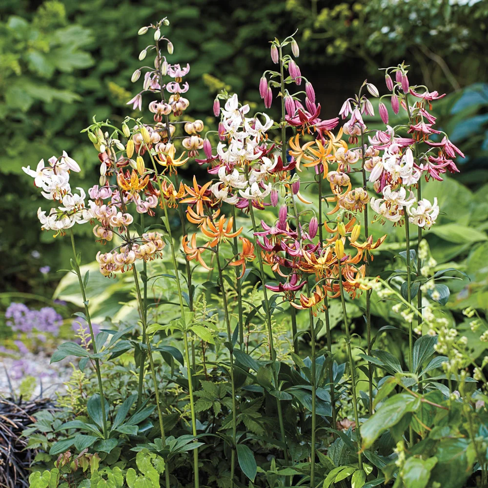 Martagon Lily Mixture - Image 6