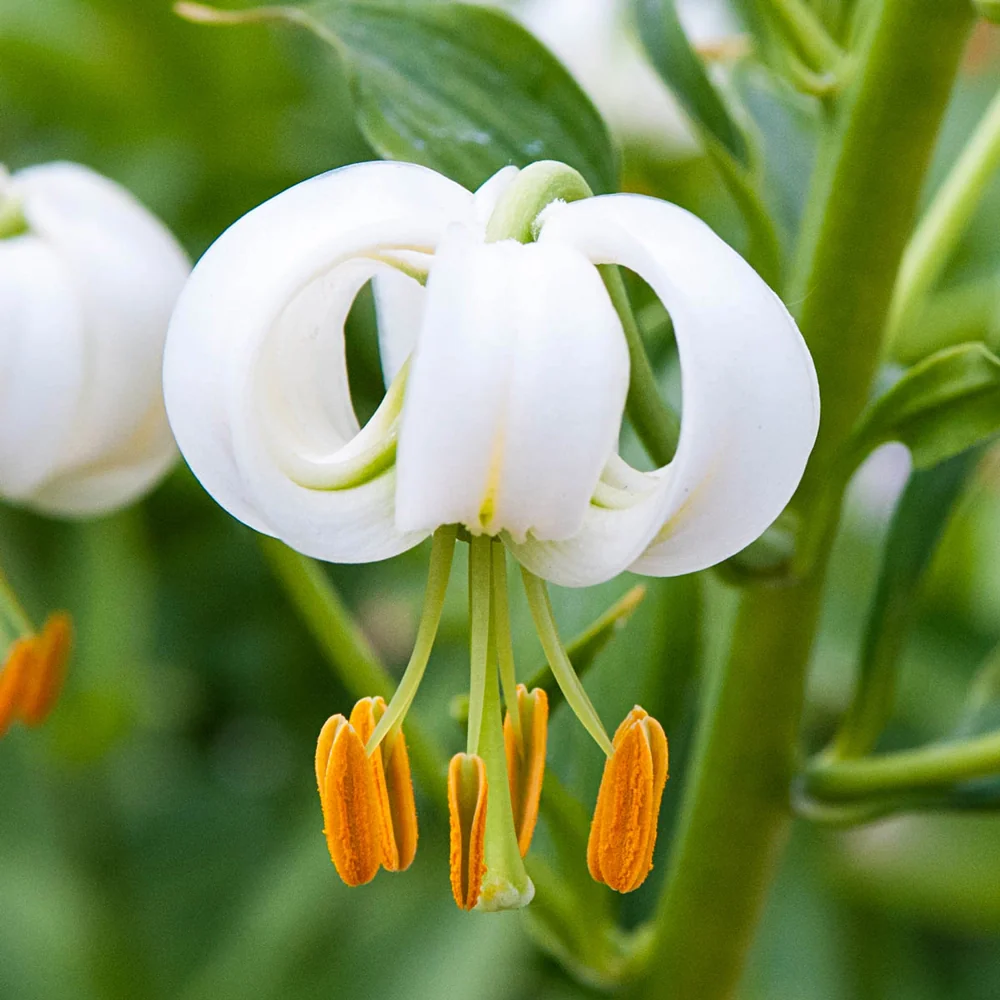 Martagon Lily Snowy Morning - Image 3