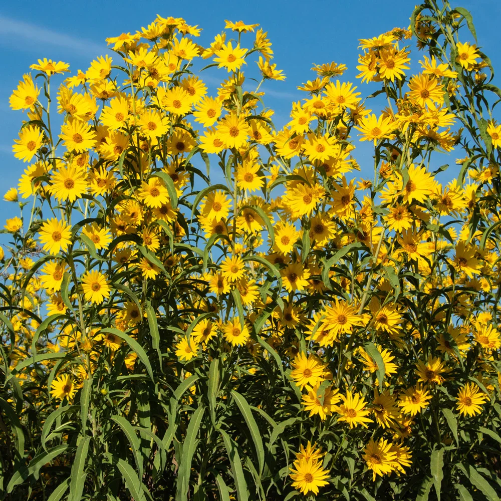 Maximilian Sunflower (Helianthus maximiliani) - Image 4