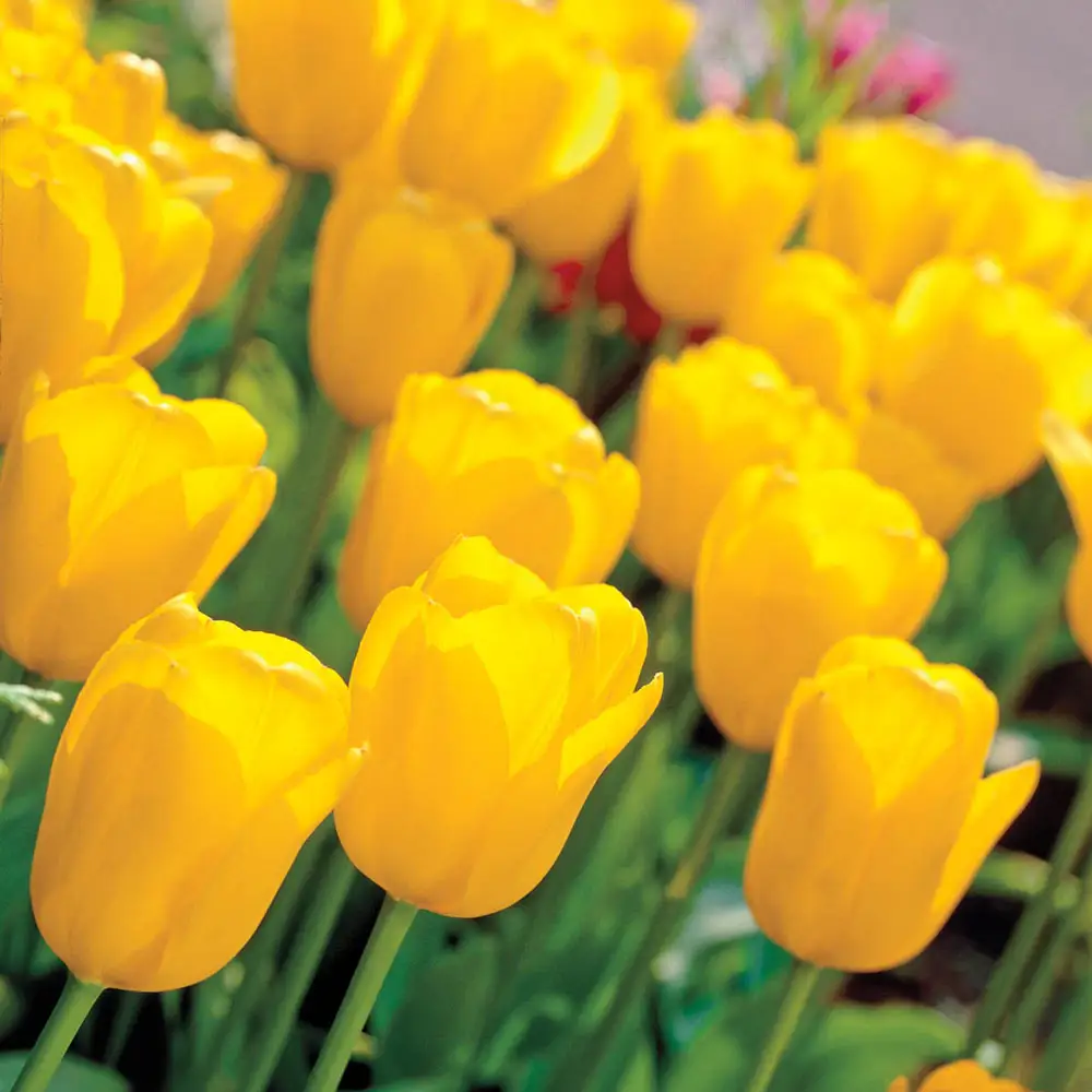 Mayflowering Tulip Big Smile