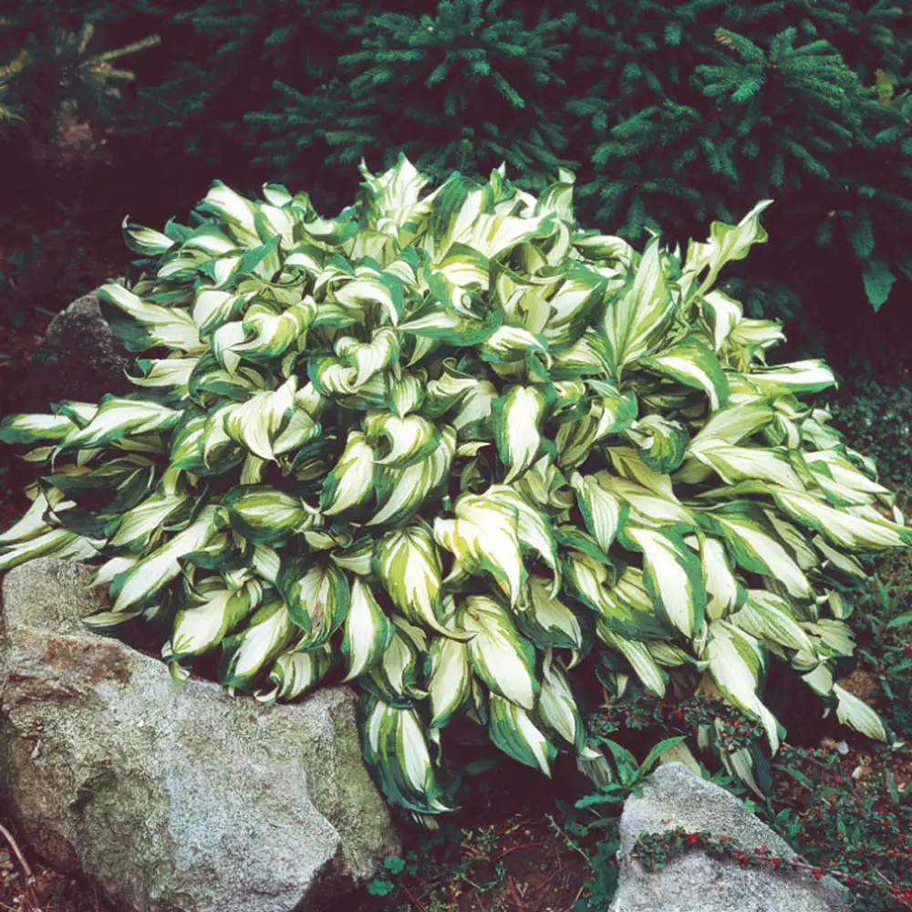 Hosta Mediovariegata - Image 3