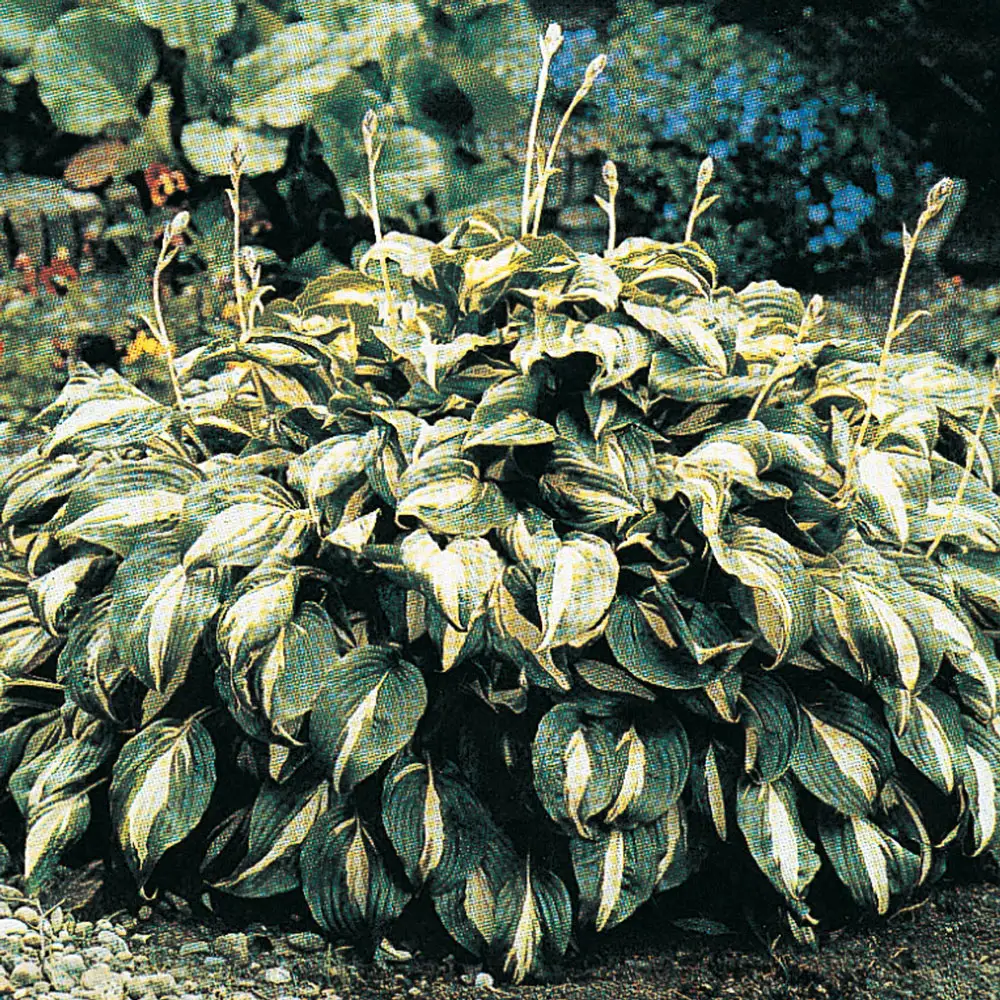 Hosta Mediovariegata - Image 4