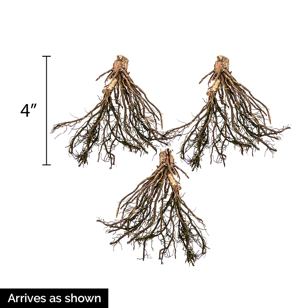 Hosta Mediovariegata - Image 5